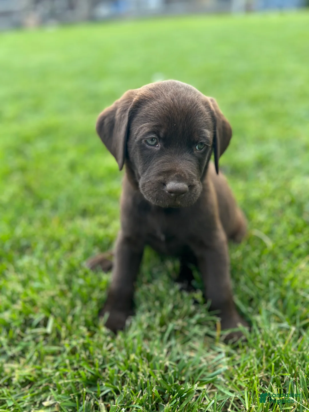 Labrador Retriever dogs for sale: Rush (Orange Collar) - Ad 1