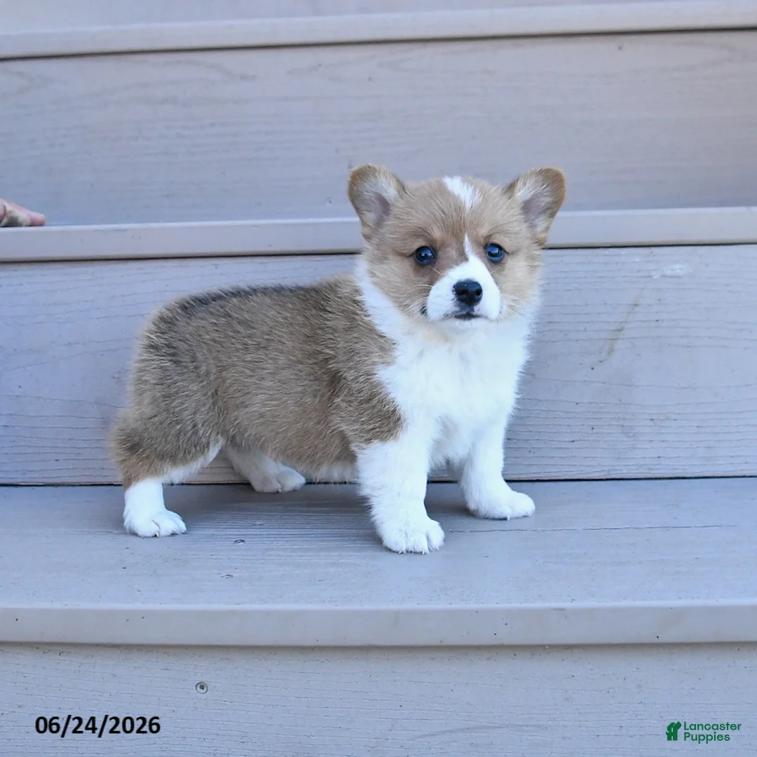 Welsh Corgi Pembroke dogs for sale: Pretzel - Ad 2