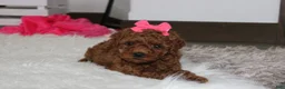 Miniature Poodle dogs for sale: Sally - Ad 8