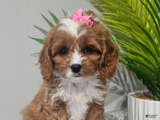 Cavapoo dogs Lil Shiloh - Ad 1
