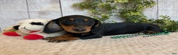 Miniature Dachshund dogs for sale: Fritz - Ad 17