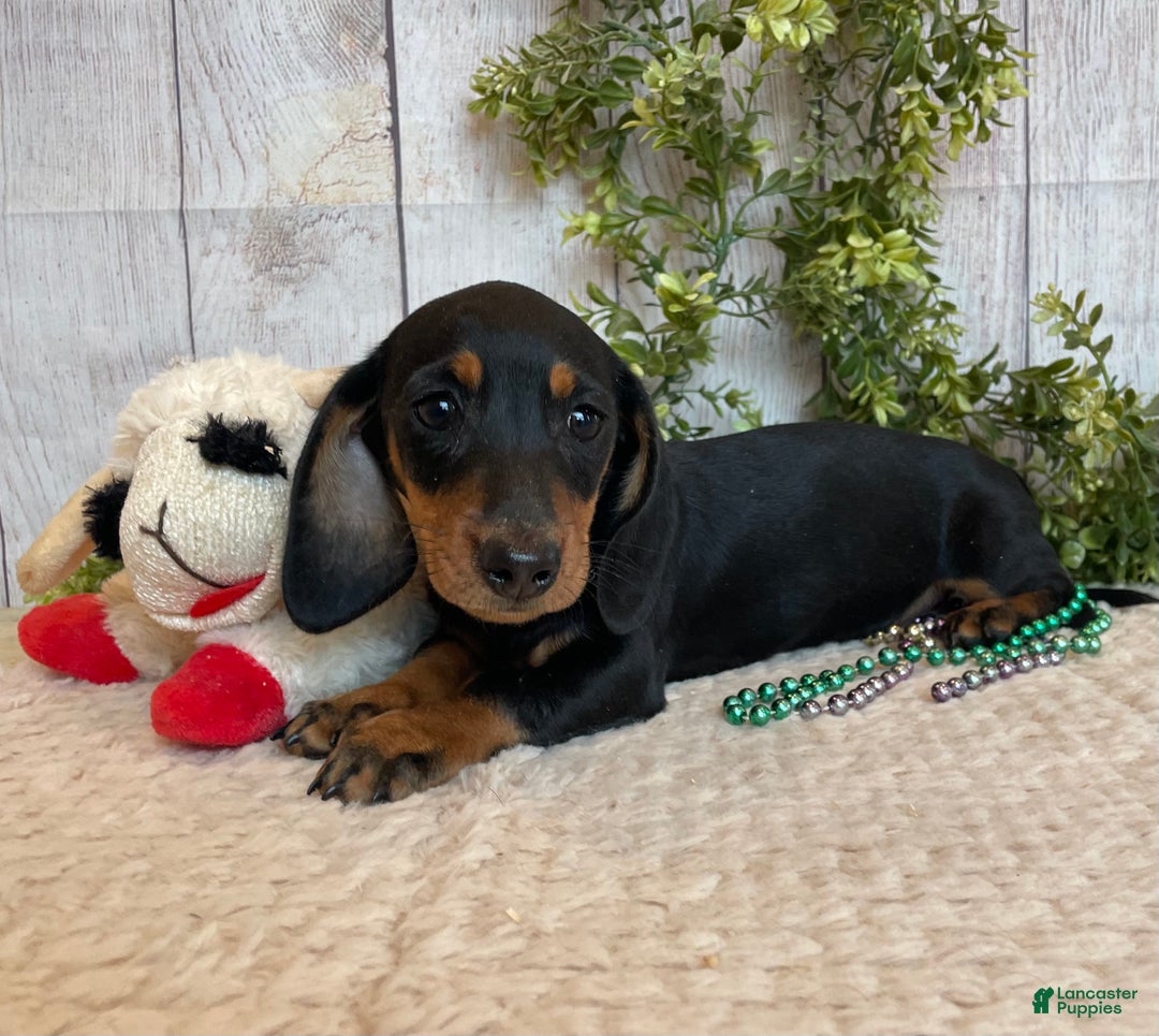 Miniature Dachshund dogs for sale: Fritz - Ad 17
