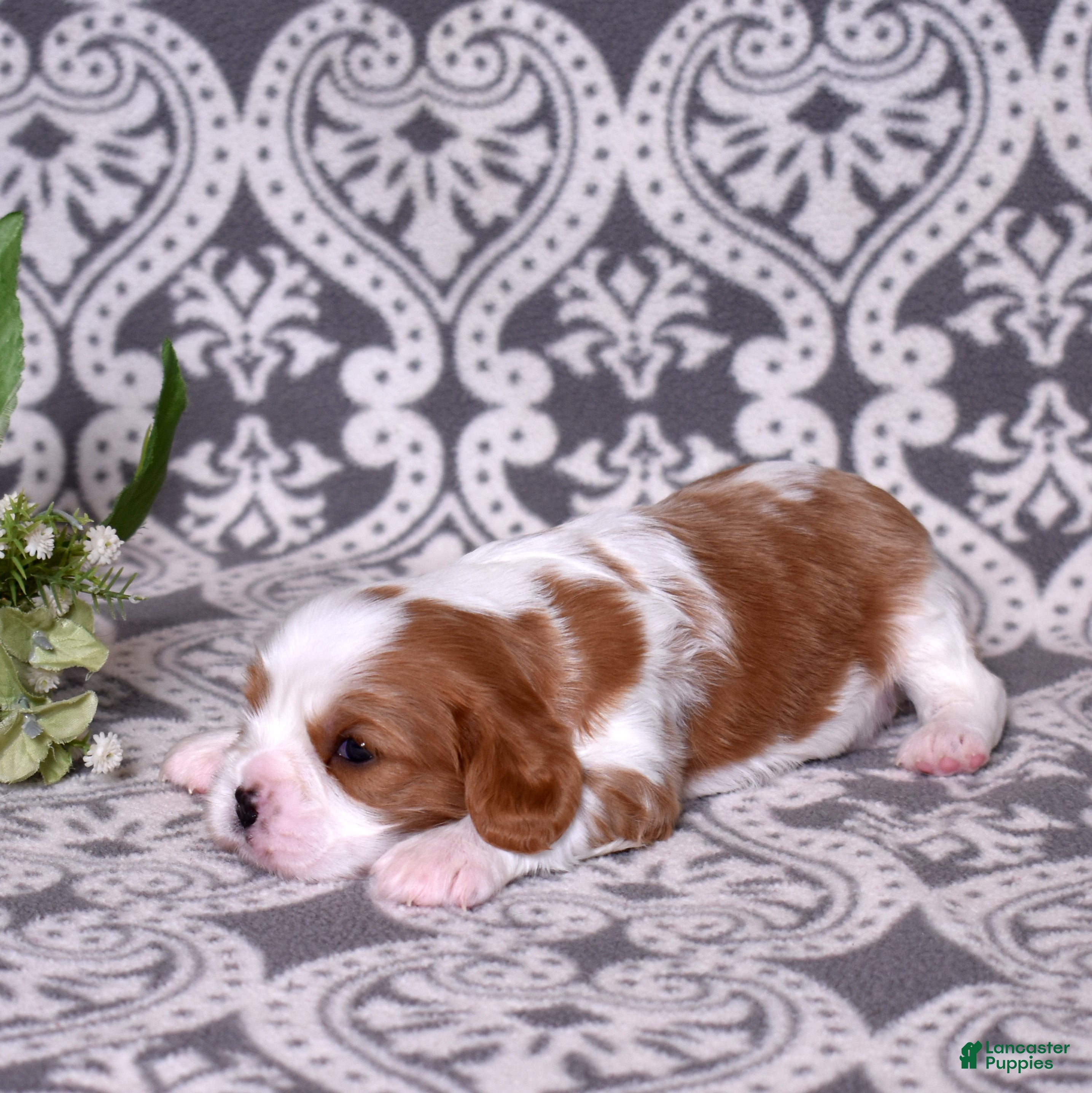 Cavalier King Charles Spaniel dogs Joseph - Ad 2