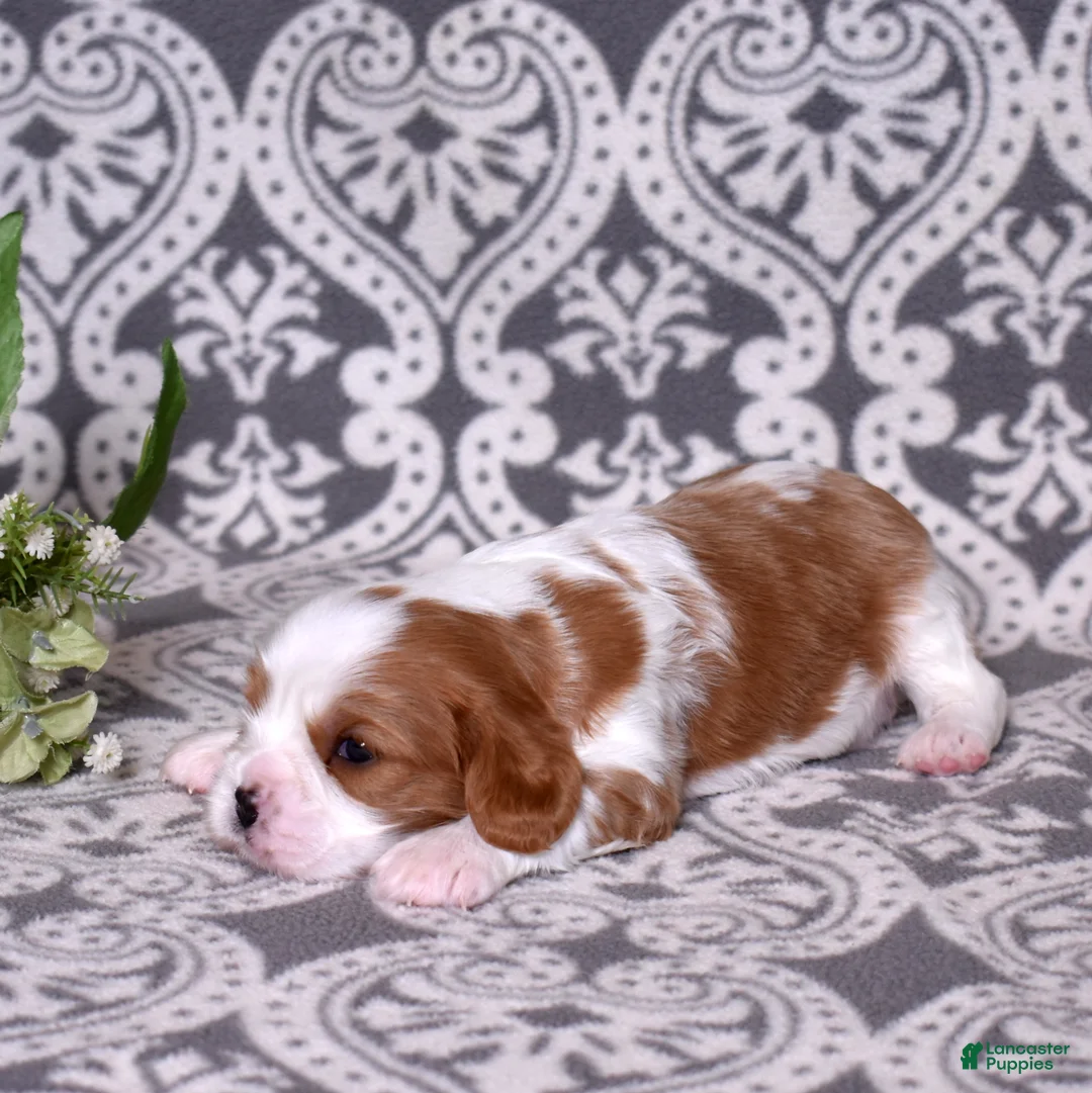 Cavalier King Charles Spaniel dogs for sale: Joseph - Ad 2