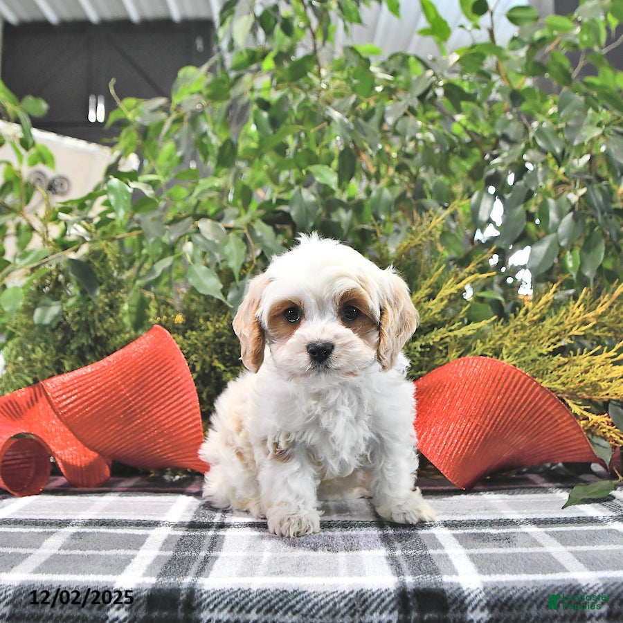 Cavapoo dogs Gracie - Ad 23