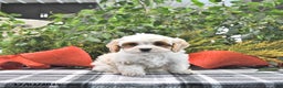 Cavapoo dogs for sale: Gracie - Ad 1