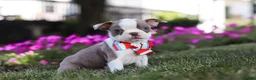 Boston Terrier dogs for sale: Bingo - Ad 4