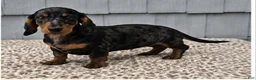 Miniature Dachshund dogs for sale: Mia - Ad 5