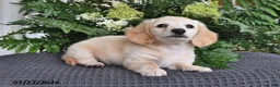 Miniature Dachshund dogs for sale: Pansy - Ad 3