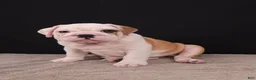 English Bulldog dogs for sale: Sally  - Ad 13