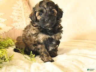 Havapoo dogs Elsa - Ad 39