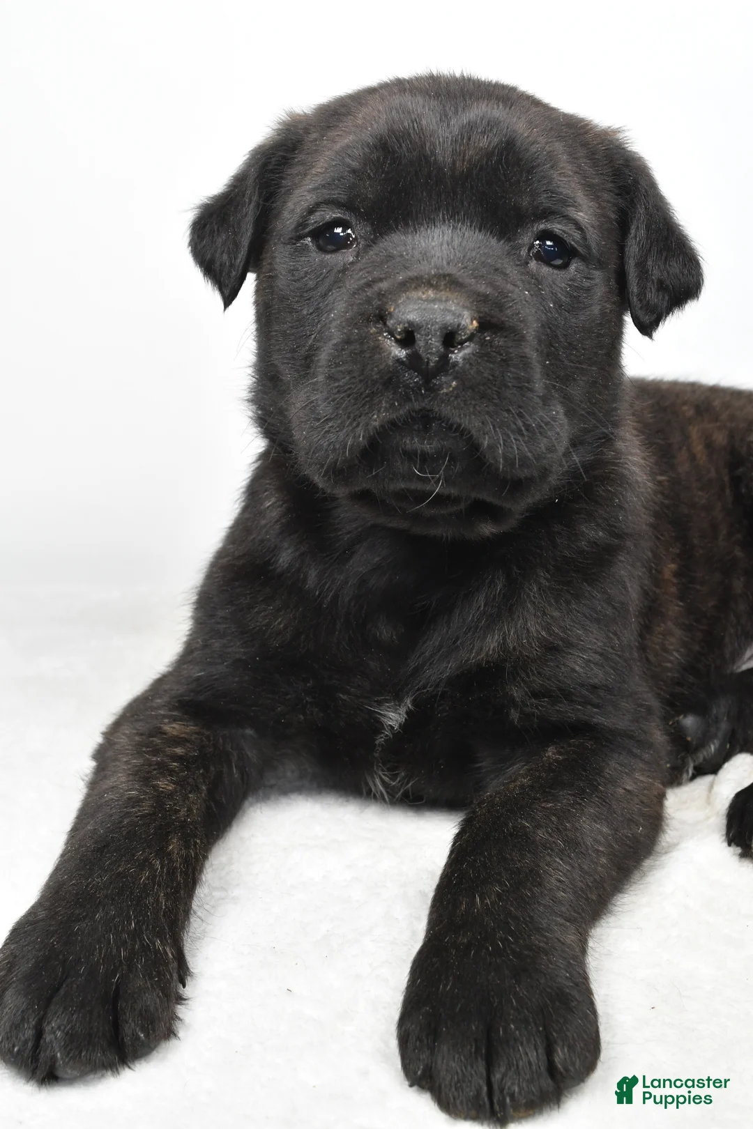 English Mastiff dogs for sale: Bella - Ad 5