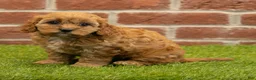 Cavapoo dogs for sale: Susie - Ad 8