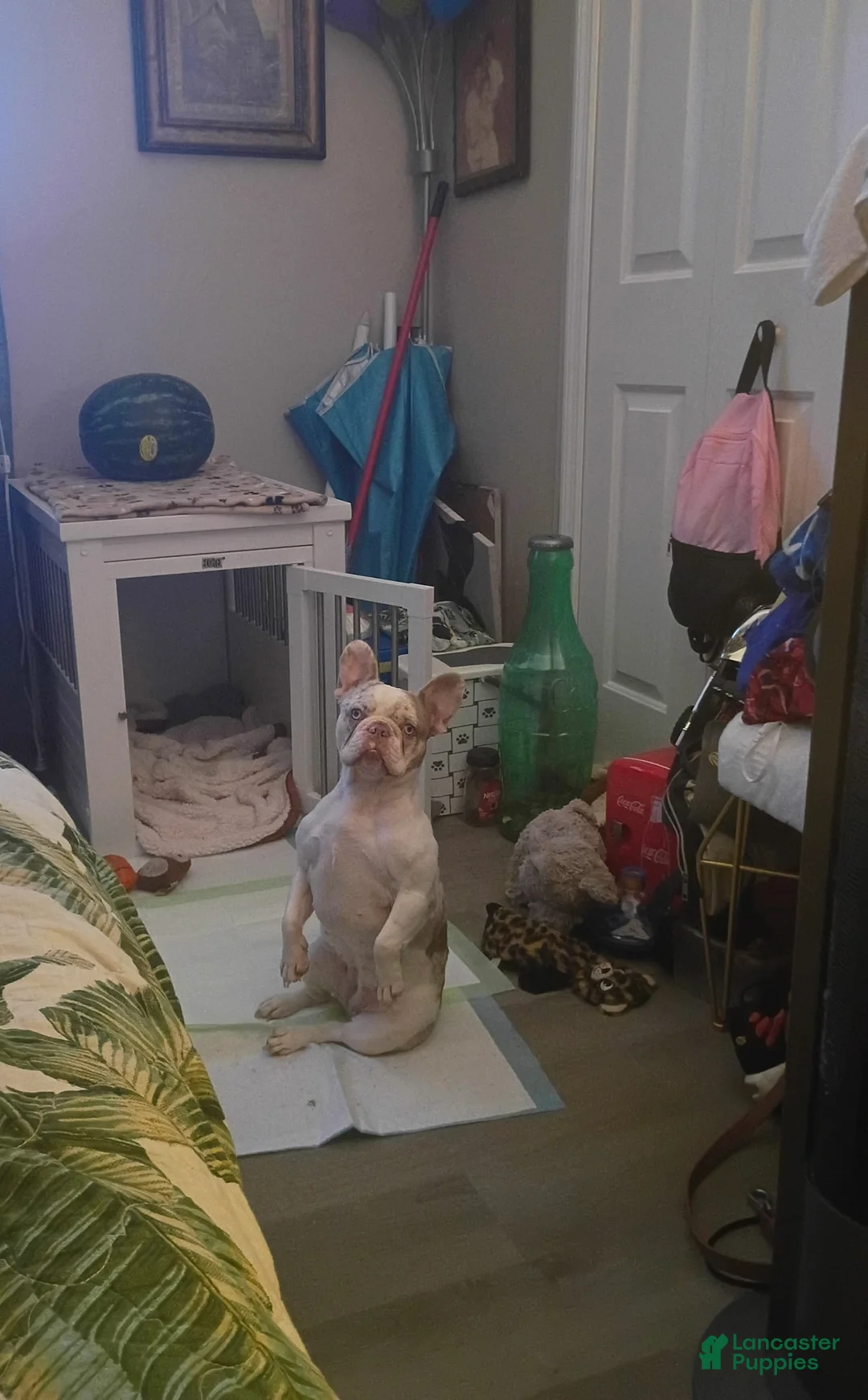 French Bulldog dogs for sale: French Bulldog Puppy 1 - Ad 2