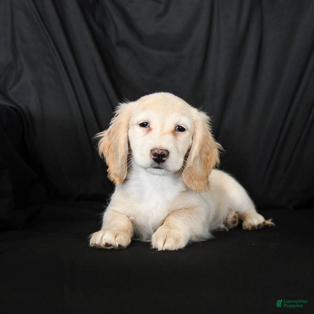 Miniature Dachshund dogs for sale: Wiggles - Ad 3