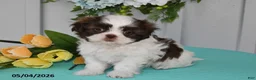 Shih Tzu dogs for sale: Lily - Ad 3