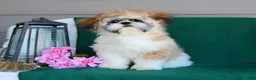 Shih Tzu dogs for sale: Jazz - Ad 6