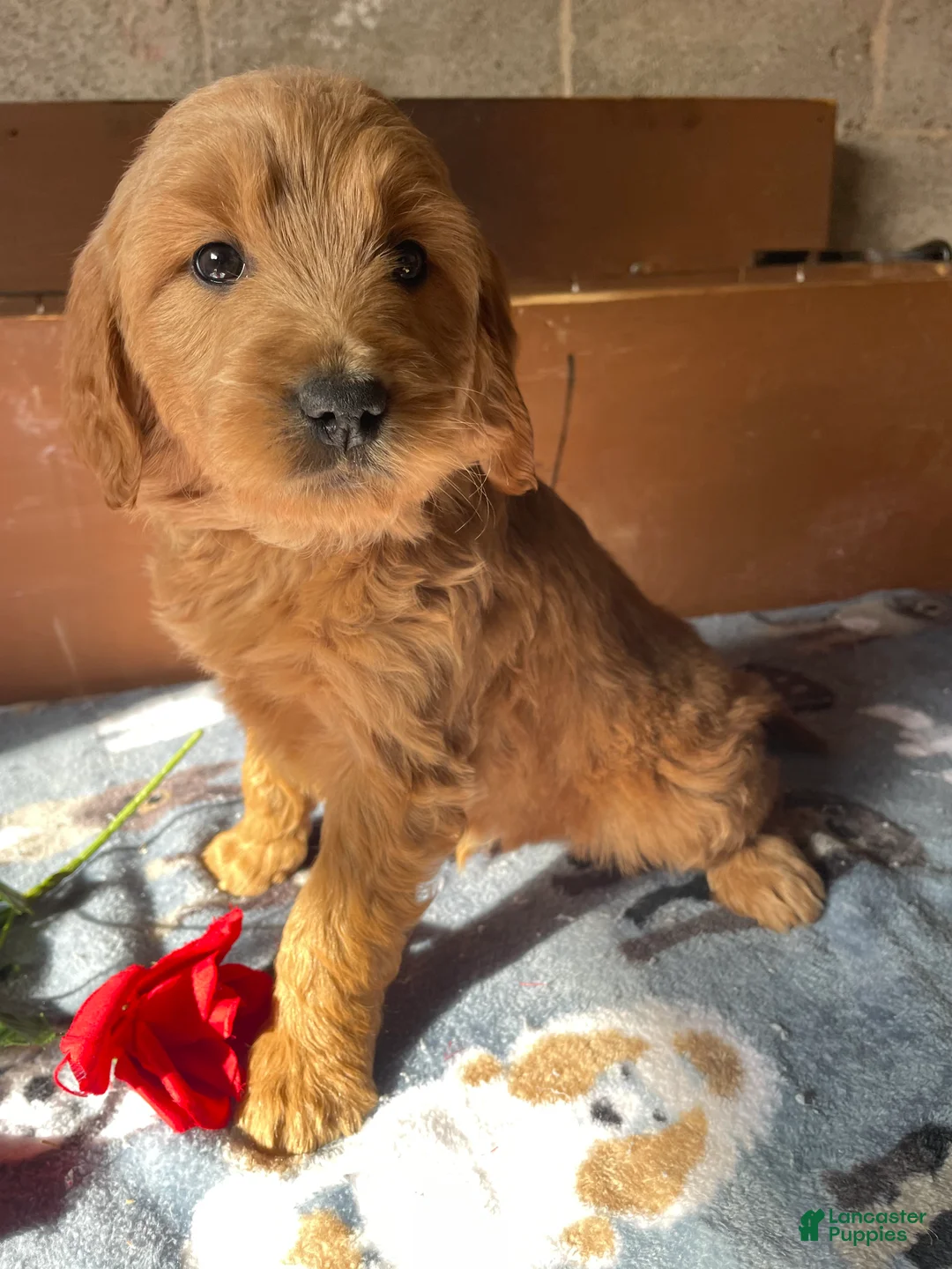 Mini Goldendoodle dogs for sale: Fenway - Ad 4