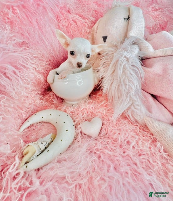 Chihuahua dogs Teacup White Chihuahua 1 - Ad 2