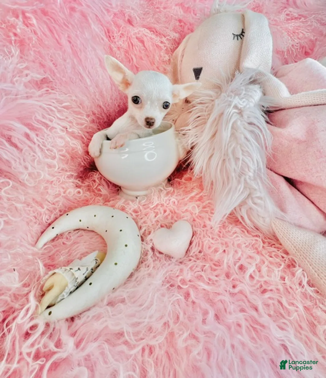 Chihuahua dogs for sale: Teacup White Chihuahua 1 - Ad 2