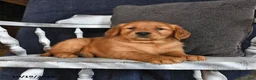 Golden Retriever dogs for sale: Amber - Ad 2