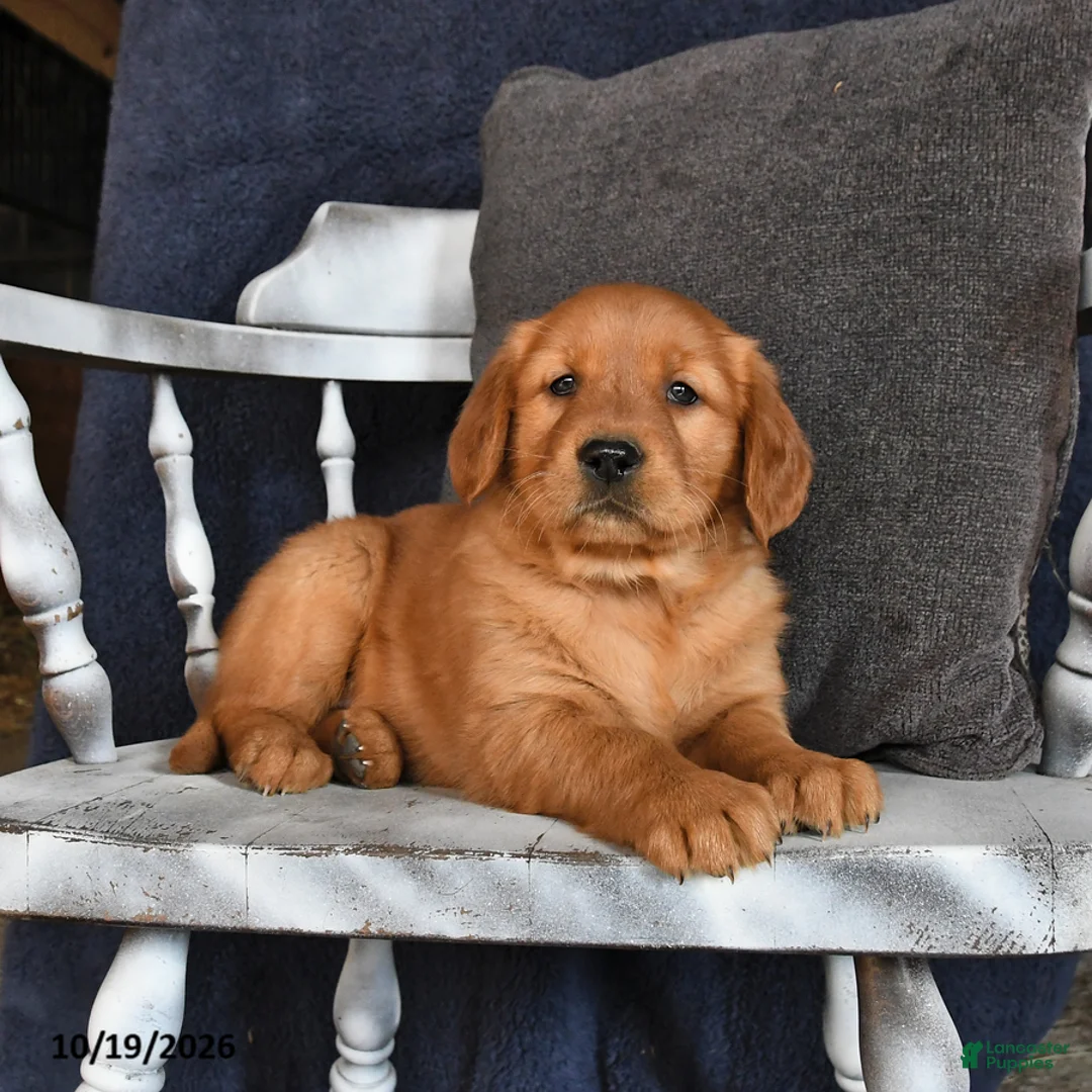 Golden Retriever dogs for sale: Amber - Ad 2