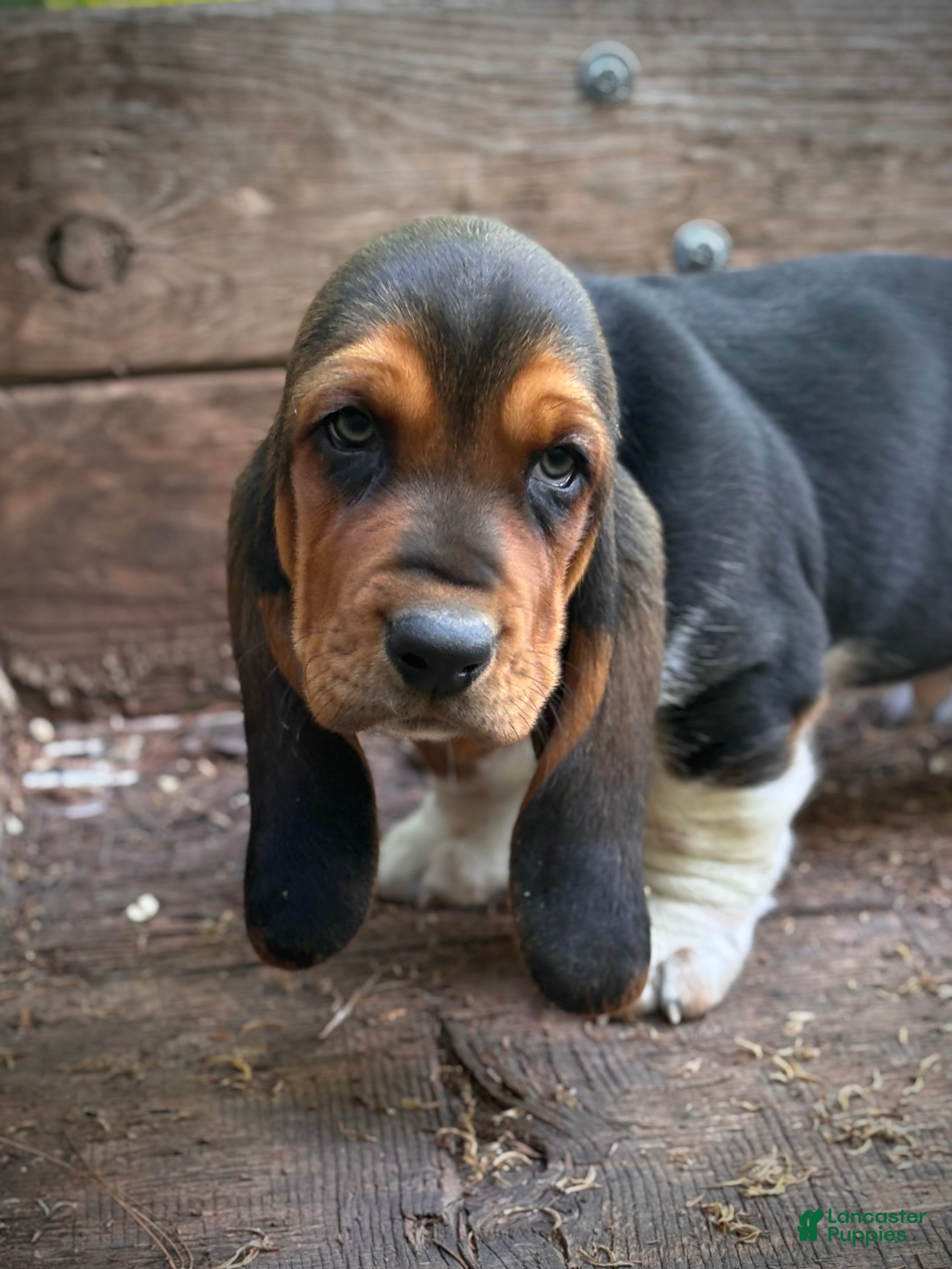 Basset Hound dogs Moose - Ad 25
