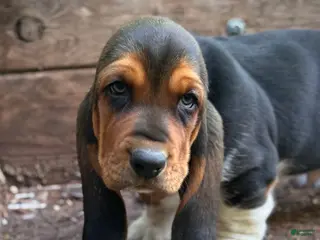 Basset Hound dogs Moose - Ad 25
