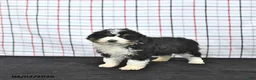 Mini Aussiedoodle dogs for sale: Willow  EXRTA SMALL - Ad 3