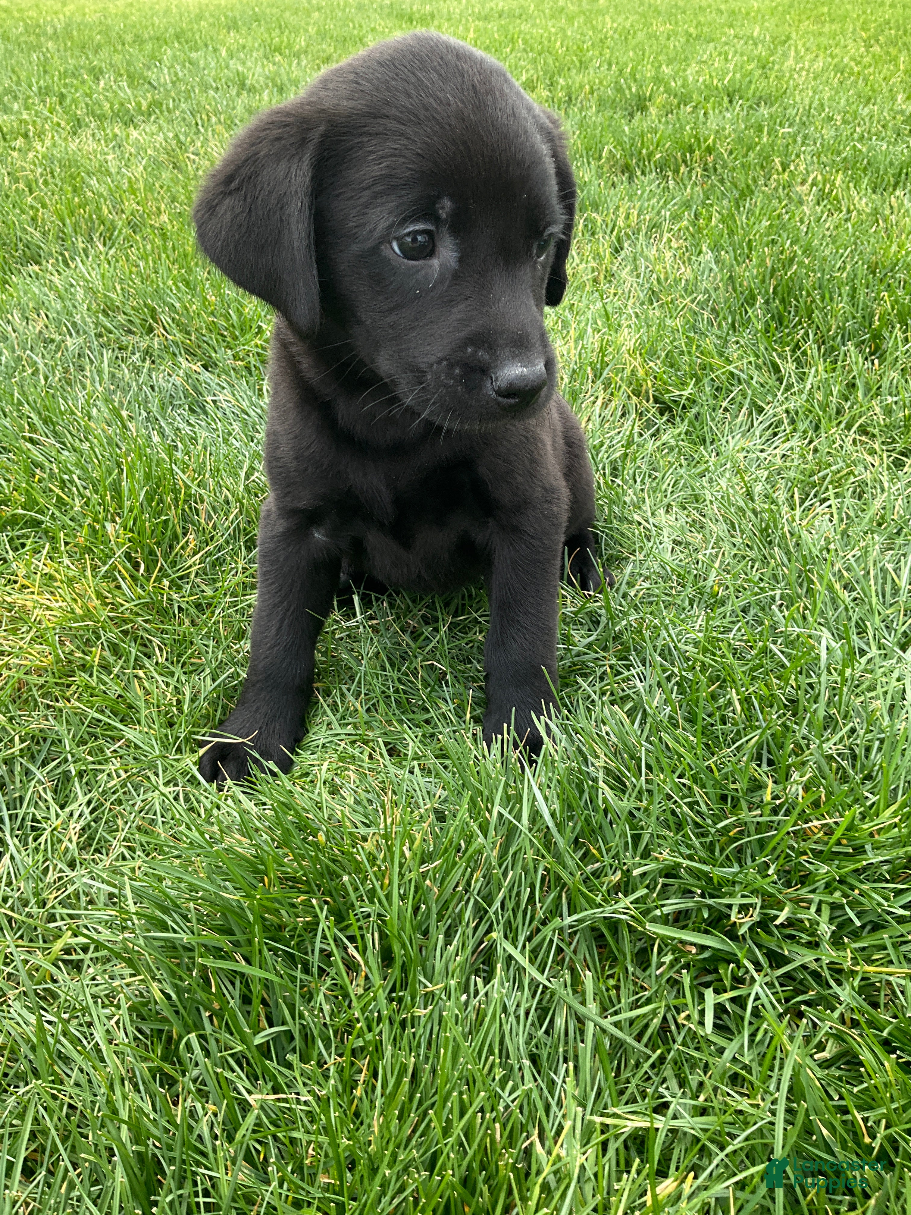 Labrador Retriever dogs Gracie - Ad 2