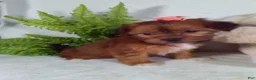 Shorkie dogs for sale: Paris - Ad 5