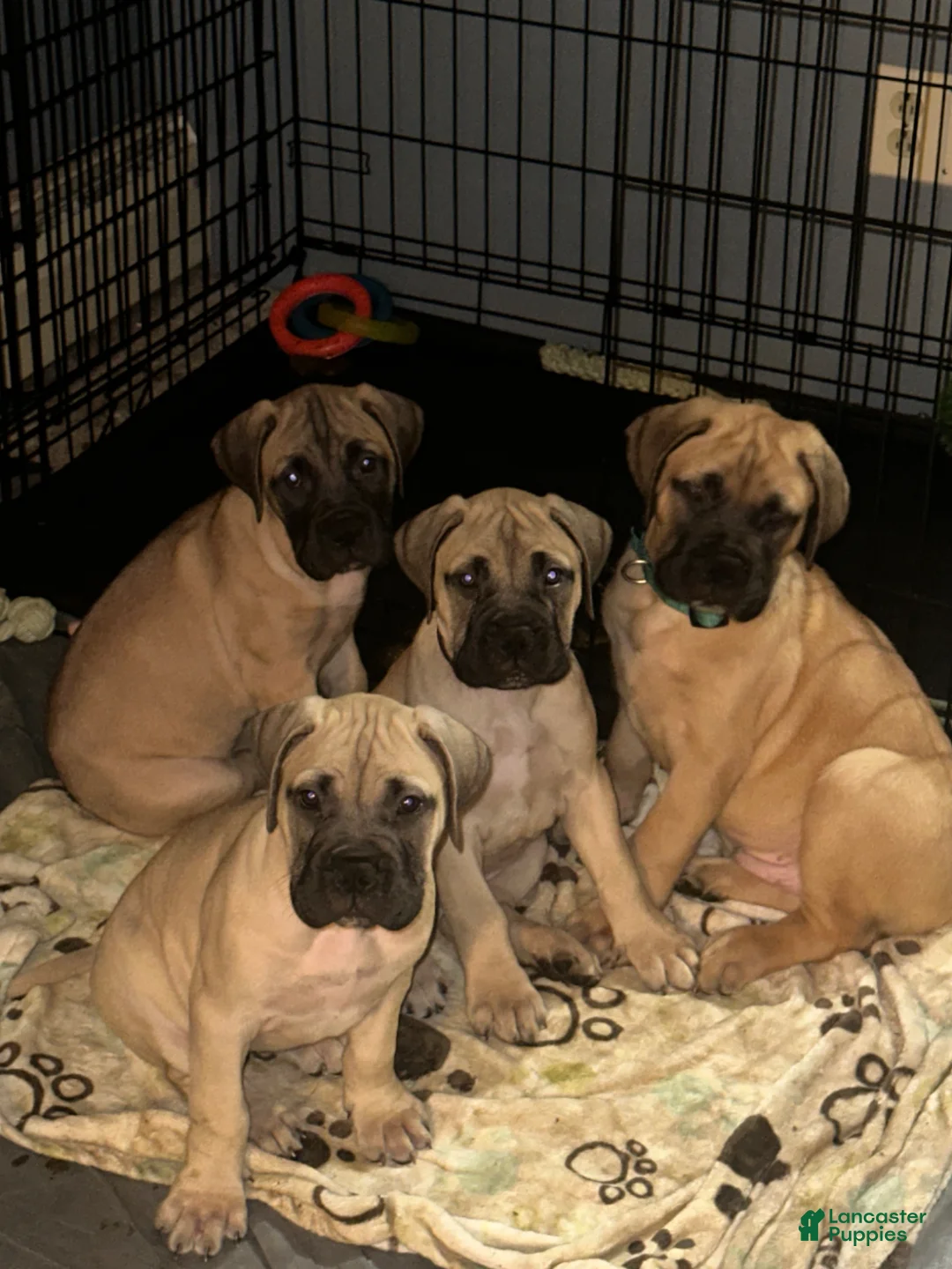 Bullmastiff dogs for sale: Bleau - Ad 18