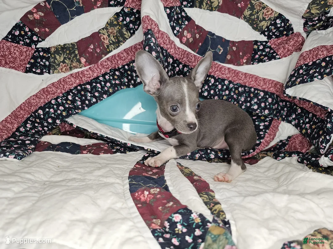 Chihuahua dogs for sale: Logan's Run (Blue Coat) - Ad 1