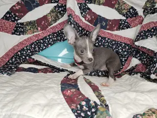 Chihuahua dogs Logan's Run (Blue Coat) - Ad 32