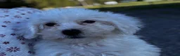 Bichon Frise dogs for sale: Beau  - Ad 6