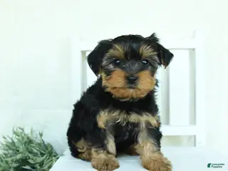 Yorkshire Terrier dogs for sale: Barry - Ad 2