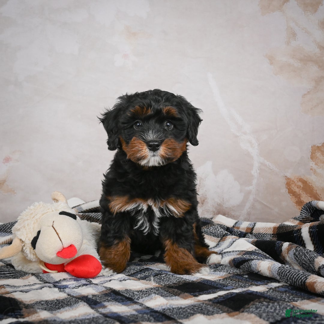 Bernedoodle dogs for sale: Kobe - Ad 4
