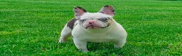 French Bulldog dogs for sale: Sheba - Ad 8