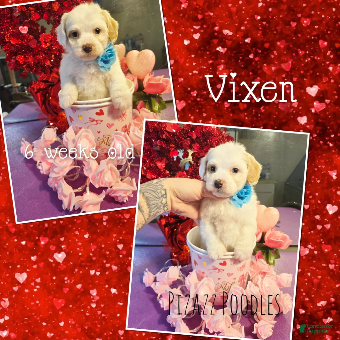 Miniature Poodle dogs for sale: Vixen - Ad 1