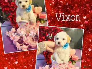 Miniature Poodle dogs Vixen - Ad 10