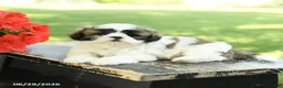 Shih Tzu dogs for sale: Lucky - Ad 5