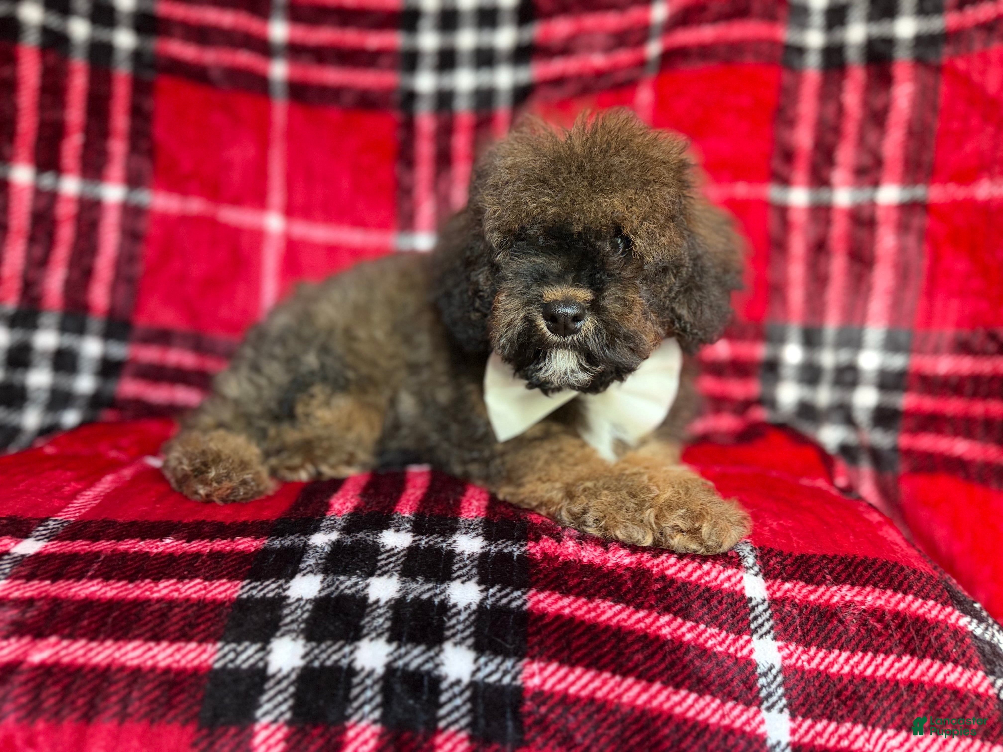 Cockapoo dogs Nacho - Ad 28