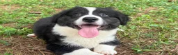 Welsh Corgi Cardigan dogs for sale: Ace FLUFFY - Ad 17
