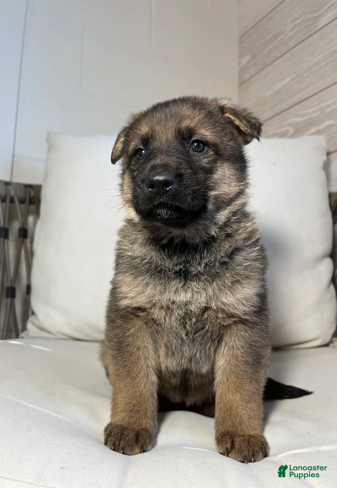 German Shepherd dogs for sale: Vienna - Ad 2