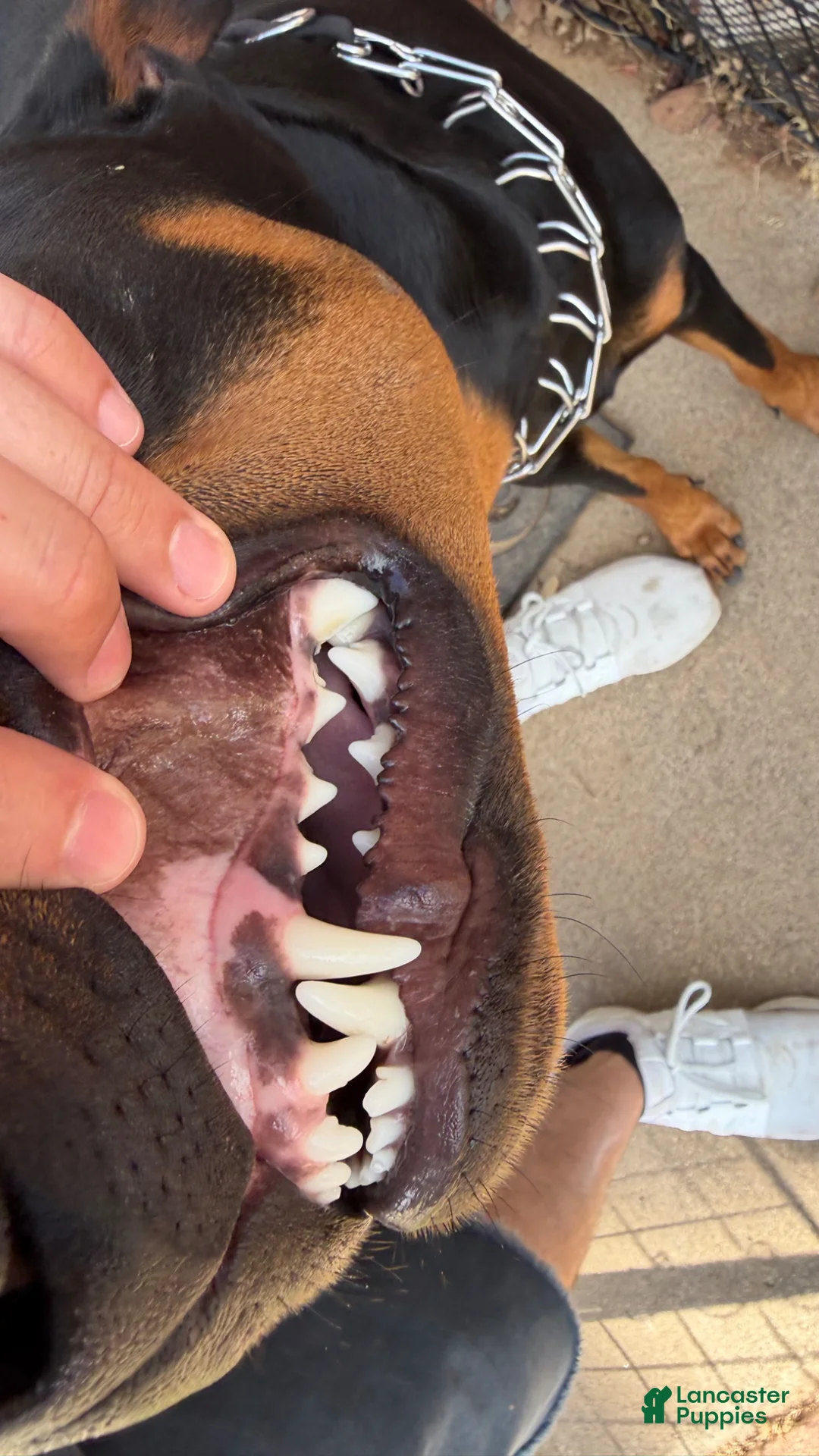 Gallery Image {{count}}