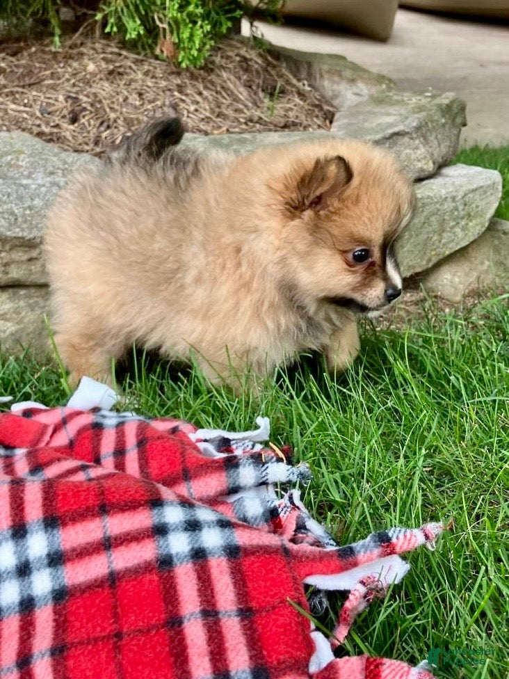 Pomeranian dogs Prince - Ad 2