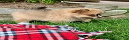 Pomeranian dogs for sale: Prince - Ad 2