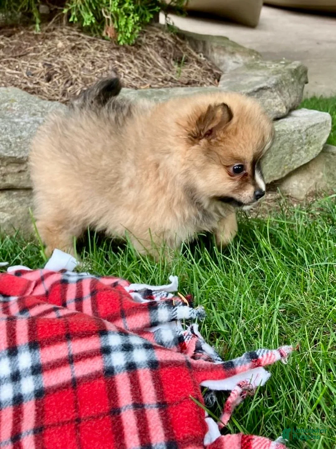 Pomeranian dogs for sale: Prince - Ad 2
