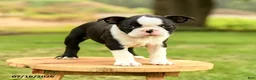 Boston Terrier dogs for sale: Brooklyn - Ad 5
