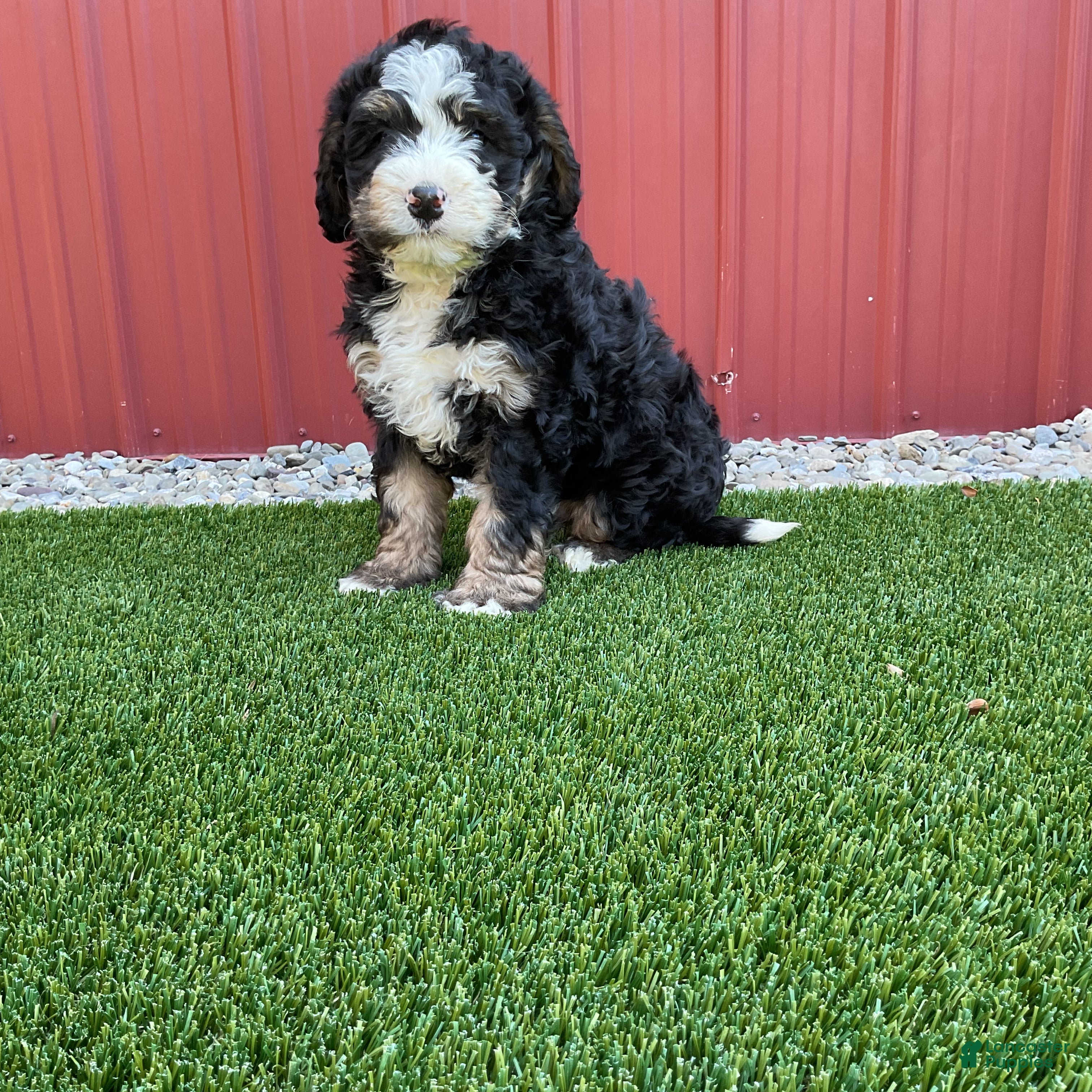 Bernedoodle dogs Daisy  - Ad 1